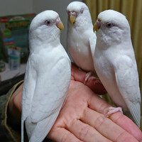 うどん　ふとん　すいとん