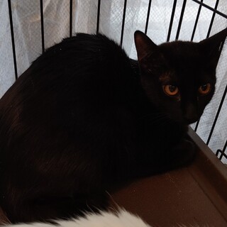 【保護猫】あずき推定6ヶ月♀黒猫