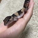 ニシアフリカトカゲモドキ