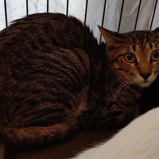 【保護猫】こむぎ推定8ヶ月♂キジトラ