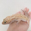 ヒョウモントカゲモドキ ラプター