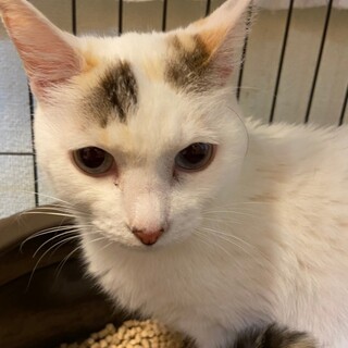 【保護猫】マッシュ推定6歳♀三毛猫