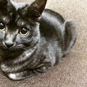 【急募・再掲載】クロトラさんです！