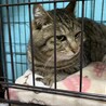 【緊急】浸水被害住居に残された猫たち① サムネイル4