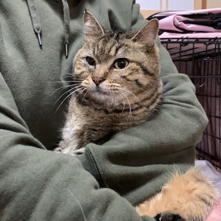 【緊急】浸水被害住居に残された猫たち②