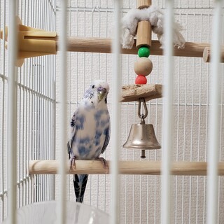 交渉中のため募集停止　セキセイインコ　男の子