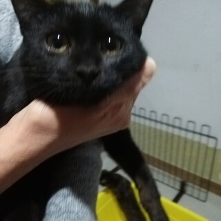 人が大好き❣️超甘ベタ黒猫君