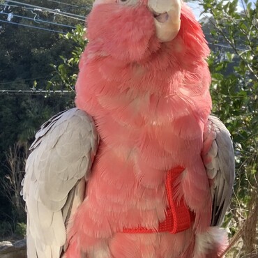 ハーネスつけて外散歩