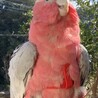 ハーネスつけて外散歩