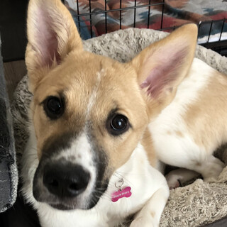 ミックスの子犬あんちゃん