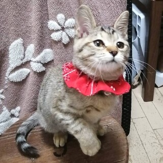 見学大歓迎 甘えん坊 くるみちゃん