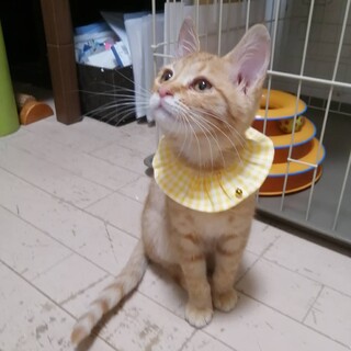 見学大歓迎 甘えん坊 ブーケちゃん