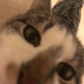 子猫の里親さん募集
