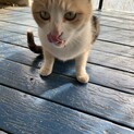 人懐っこい三毛猫ちゃん♀里親様決まりました