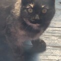 サビ猫ちゃん里親様募集中です