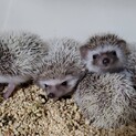 子供ハリネズミ2匹の里親募集です