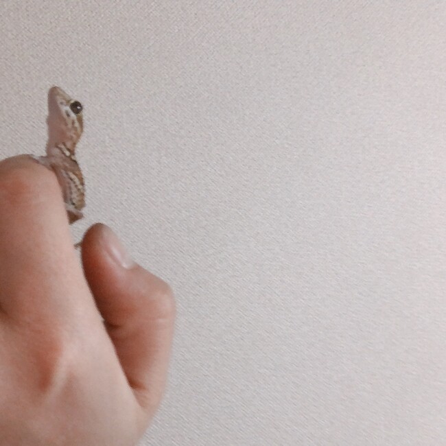 意歩生のカバー写真