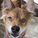 ミックスの子犬なつめちゃん