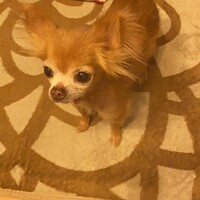 茶々