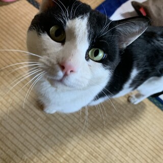 ハチワレ君里親様決まりました