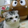 ひーこひこ