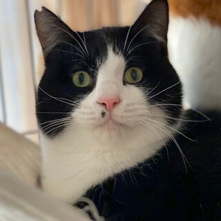 【一時募集停止】どっしり兄弟『白黒くん』