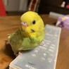 ここりちゃん