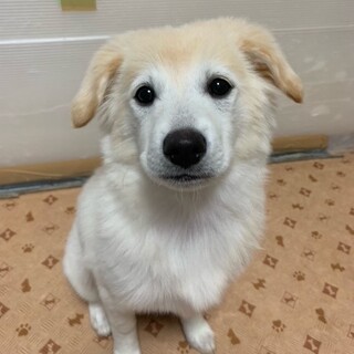 ちょっぴり臆病ですが、実は甘えん坊の女の子サイカ♪
