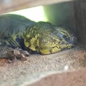 【オス】ゲイリートゲオアガマ