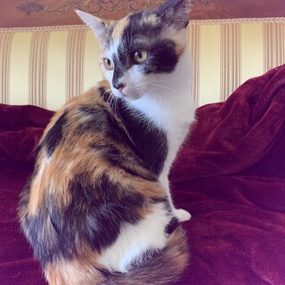 幸せの鍵しっぽ！アートのような模様の三毛