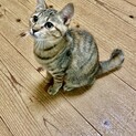 しっぽがチャームポイント⭐︎クックちゃん