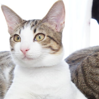 グッチくん、４ヶ月になる男の子です。