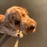 tedteddy