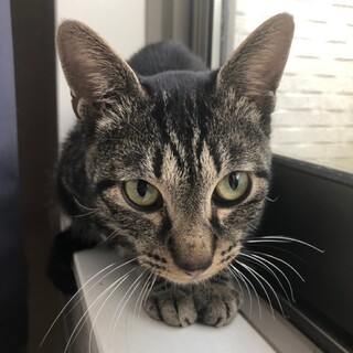 14匹救出！チョコレート軍団　ヤンヤン♂