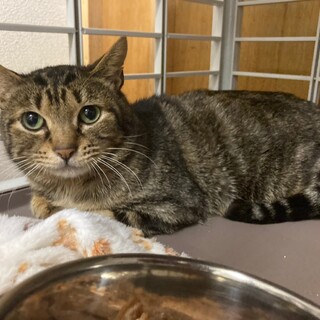 14匹救出！チョコレート軍団　ポッキー♂