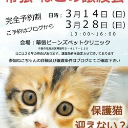 【完全予約制】幕張ねこの譲渡会 開催致します