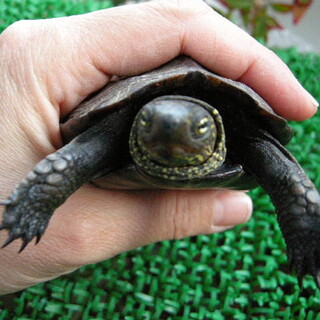 クサガメ男の子（せんちゃん）里親さま募集　