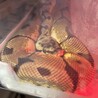 ボールパイソン、バンブルビー サムネイル2