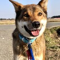 四国犬風の美男子　琥珀