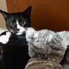あー！見つかっちゃった