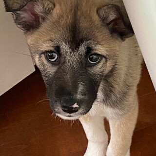 犬も人も大好きなサム君です