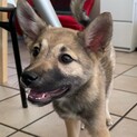人も犬も大好き甘えん坊で淋しがりやなステラちゃん
