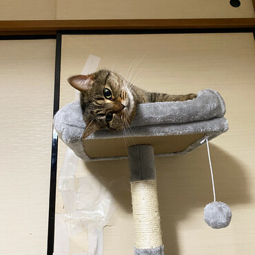 新しいキャットタワーを買ってもらってご機嫌！