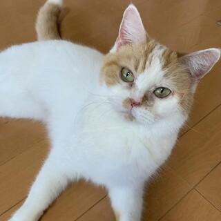 立ち耳スコティッシュ7歳の女の子♡ノーラちゃん