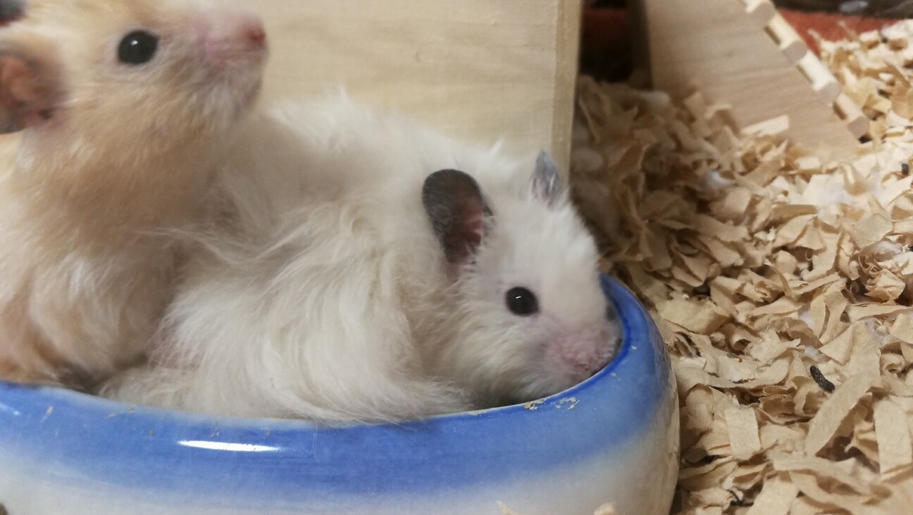 カラーハムスター長毛種 茨城県 小動物の里親募集 ペットのおうち 月間利用者150万人