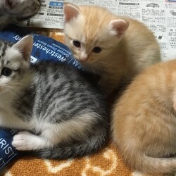 サバ白ちゃんと、オレンジ茶トラちゃんの兄弟