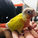 小さいウロコインコ