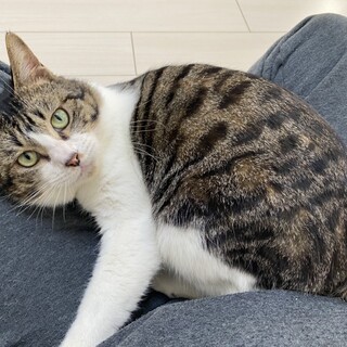 【至急】3/28迄 虐殺現場から保護♂2才