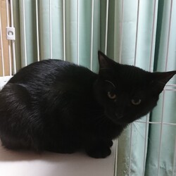 3月6日(土)三鷹で猫の譲渡会 サムネイル2