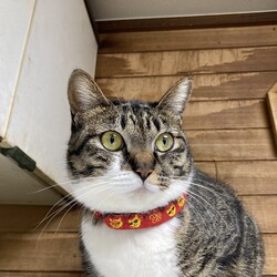 3月6日(土)三鷹で猫の譲渡会 サムネイル3